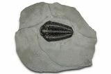 Calymene Niagarensis Trilobite Fossil - New York #357093-1